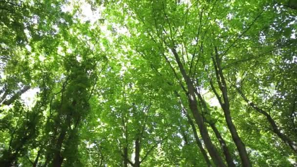 Az erdőben a fák koronája. — Stock videók