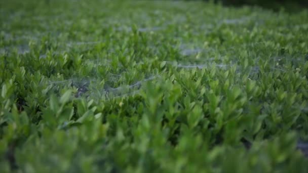 Gramado coberto com teias de aranha — Vídeo de Stock