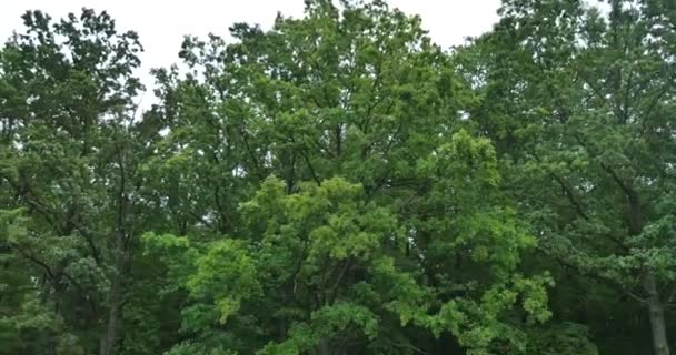 Cérémonie de mariage sur l'herbe verte . — Video