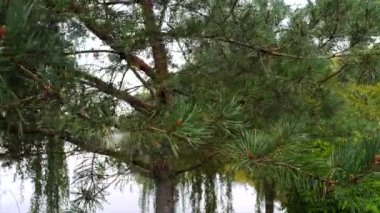 Yağmur panorama gölde arka plan üzerinde çam