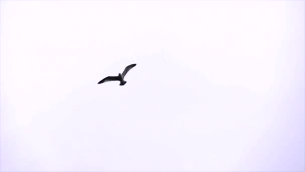 Літаюча чайка в небі . — стокове відео