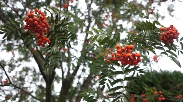 Vogelbeerenzweige mit schönen roten Beeren bedeckt. — Stockvideo