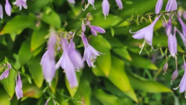 Cloche sur le fond vert — Video