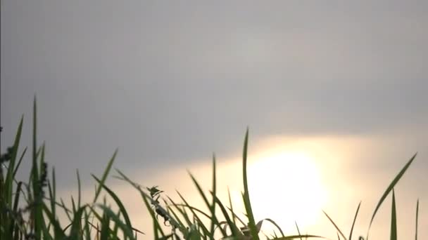 Красивый утренний туман над озером с травой на переднем плане — стоковое видео
