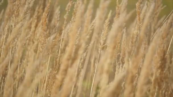 Caña seca primer plano cámara lenta — Vídeo de stock