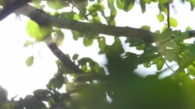 Güneş ışığı, bulanık bokeh ile karşı ağaçlarından doğal yeşil bokeh.