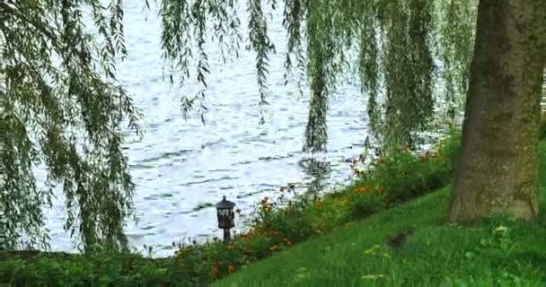 Shore of the lake with a weeping willow — Stock Video