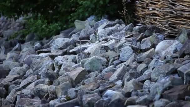 Rocky u řeky a zelené trávě za svítání — Stock video
