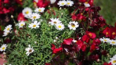 Bir üst bir öküz göz daisy bir hoverfly oturur.