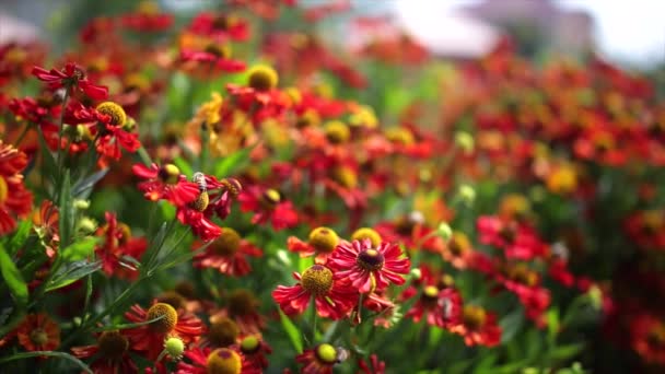 Honey Bees working with red flower. — Stock Video