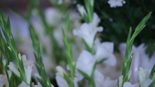 Sträuße aus weißen Blumen Gladiolen Gänseblümchen — Stockvideo