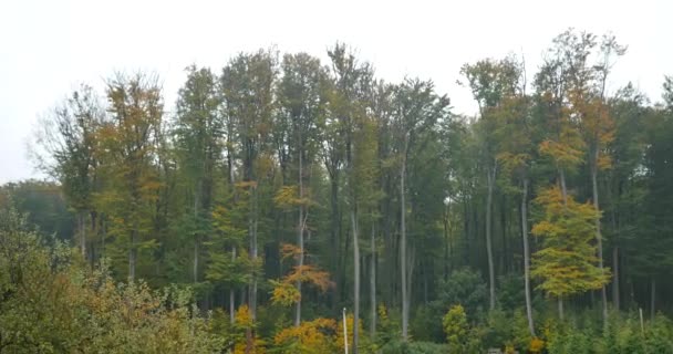 Corona de árboles en otoño — Vídeo de stock