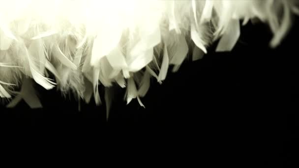 White feathers on a black background — Stock Video