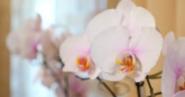 Açık arkaplanda beyaz orkidelerin yakın plan görüntüsü