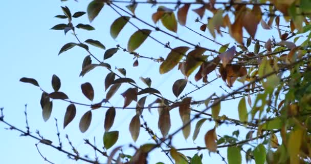 Mooie gom boom met donkergroene bladeren tegen blauwe hemel achtergrond motie — Stockvideo