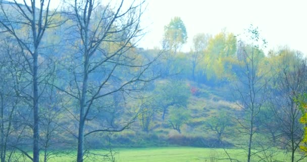 Herbstnebel im Mischwald. Herbsttraum. Park im Nebel — Stockvideo