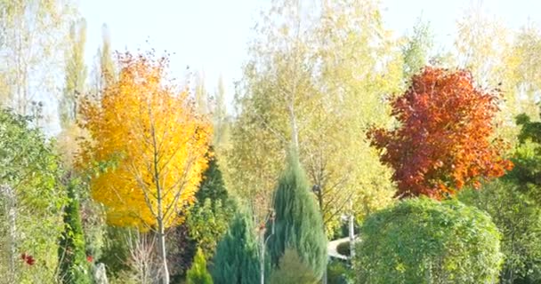 Höstens trädgård med färgade blad — Stockvideo