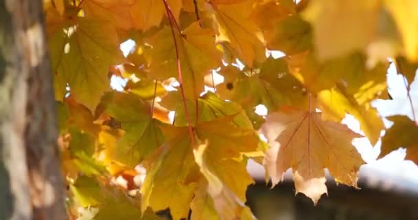 Caída hojas de arce amarillo — Vídeo de stock