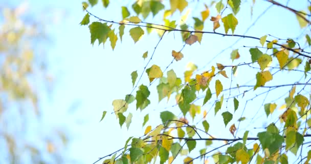 Gouden herfst bladeren van een boom van berk — Stockvideo