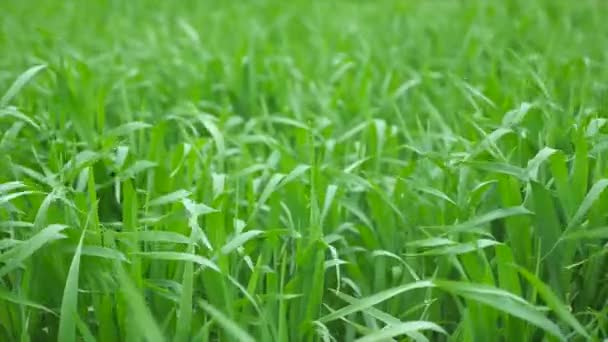 Perfecte groene achtergrond door het verse gras — Stockvideo