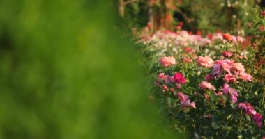 Yeşil çalılar bir arka plan üzerinde pembe Gül bush.