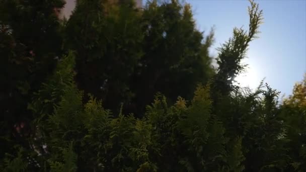 Гілки кедрового дерева у вітровому блакитному небі з фоном сонця — стокове відео