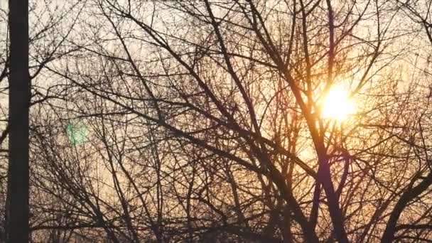 Kale boom zonder bladeren op een achtergrond van zon schijnt bij zonsondergang — Stockvideo