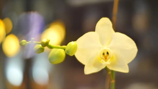 Witte orchideebloem close-up — Stockvideo