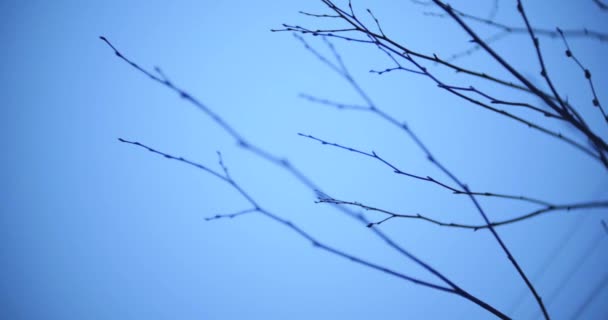 Ramas de árboles sin hojas abstractas sobre fondo de cielo oscuro . — Vídeos de Stock