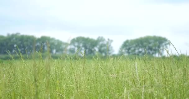 Nahaufnahme grüne Rasenfläche mit verschwommenem Park-Hintergrund, Frühling und Sommer