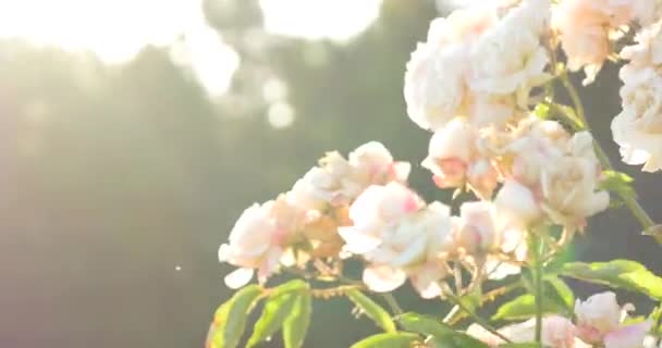rosier rose sur fond d'arbustes verts .