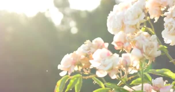 Pink rose bush a háttérben a zöld bokrok. — Stock videók