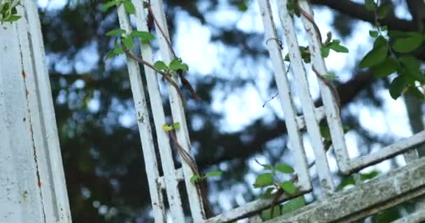 Feuilles grimpant sur une porte métallique — Video