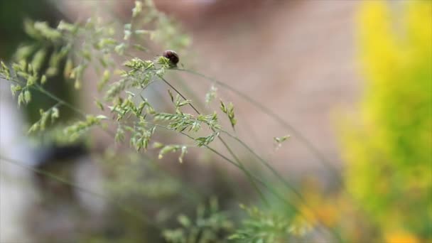Макро з висміювання жука, що вилазить на травинку — стокове відео