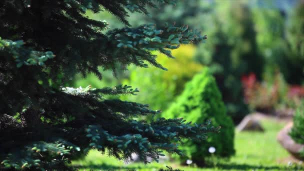 Jardim com árvore na primavera — Vídeo de Stock