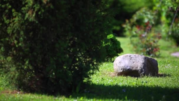 Kamień w ogrodzie na zielony backgrond — Wideo stockowe