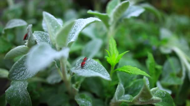 Insecto sentado en un bálsamo de limón de hoja durante el amanecer — Vídeos de Stock