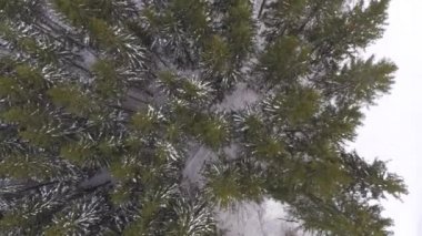 Kış zamanı ormanın havadan görünüşü
