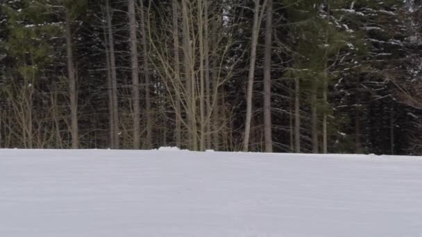 Panorama invernal del bosque. vídeo del dron — Vídeos de Stock