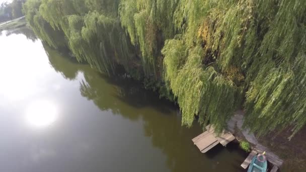 Weeping willow träd reflekteras på en flod. Drone video — Stockvideo