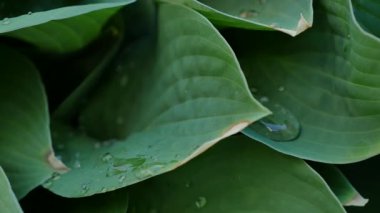 Yeşil yaprak ve su damlaları