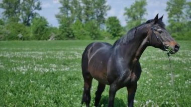 Siyah at yemek çimen yavaş mition