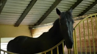 siyah beyaz ve kahverengi atlar onların istikrarlı