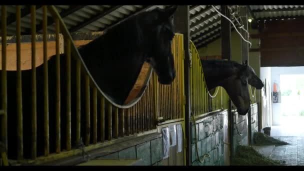 Schwarze weiße und braune Pferde im Stall — Stockvideo