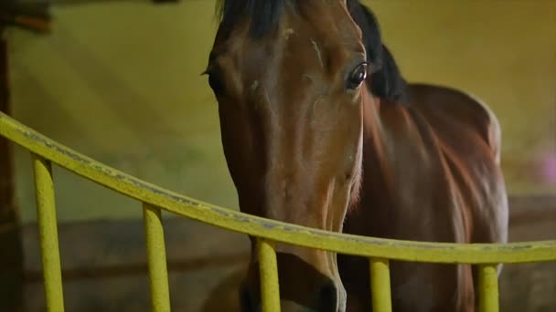 Zwarte witte en bruine paarden in hun stallen — Stockvideo