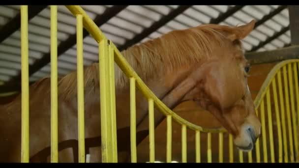 Zwarte witte en bruine paarden in hun stallen — Stockvideo