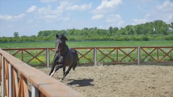 Das Pferd, das im Sommer in Zeitlupe in der Arena läuft — Stockvideo