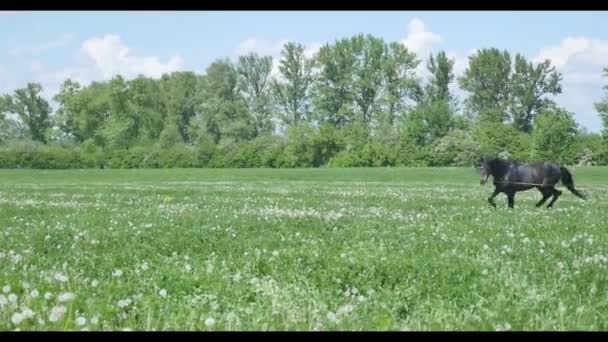 Horses on a leash run on field in summer slow motion — Stock Video