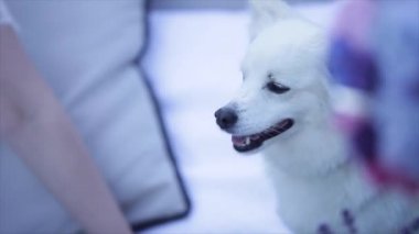Bir İsviçre çoban köpeği köpek yavrusu Close-Up