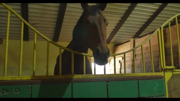 Zwarte witte en bruine paarden in hun stallen — Stockvideo